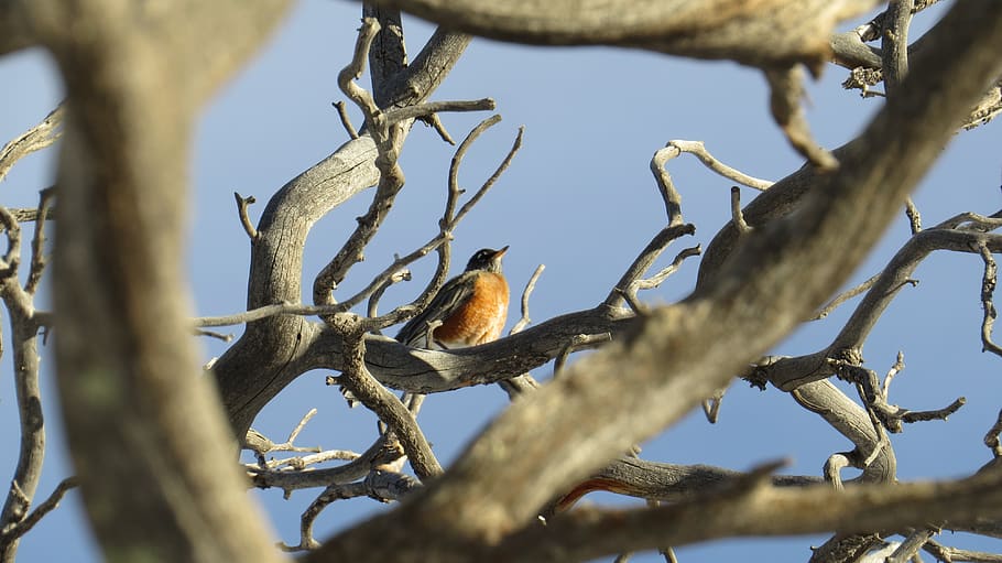 pettirosso, albero, uccello, natura, animale, selvaggio, ramo, carina, rosso, arancia, piuma, all'aperto, uccello canoro, primavera, becco, piccolo, piume, bianca, ala, fauna selvatica, temi animali, animali allo stato selvatico, vertebrato, appollaiati, pianta, un animale, Inquadratura dal basso, nessuno, giorno, messa a fuoco selettiva, albero nudo, cielo, 4K