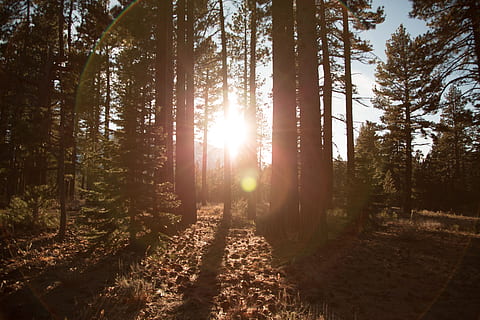luce, foresta, giungla, albero, piante, natura, paesaggio, terra, pianta, la tranquillità, bellezza nella natura, luce del sole, crescita, bosco, scena tranquilla, scena non urbana, scenics - natura, tronco d'albero, giorno, tronco, nessuno, riflesso lente, sole, all'aperto, streaming, albero di conifere, 5K, CC0, dominio pubblico, privo di copyright