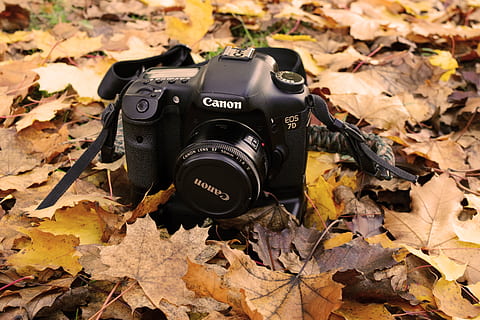 plante, blad, træ, elektronik, kamera, ahorn blad, ahorn, strop, jord, fotografering, Foto, fugl, dyr, kronblad, blomstre, blomst, egetræ, computer, pc, Spille, efterår, kamera - fotografisk udstyr, fotografering temaer, teknologi, lave om, plante del, blade, fotografisk udstyr, ingen mennesker, natur, dag, Mark, digitalt kamera, fokus på forgrunden, tør, tæt på, udendørs, moderne, SLR kamera, 5K, CC0, offentligt domæne, royaltyfrie