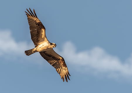 selectivo, fotografía, volador, negro, halcón, calvo, Águila calva, pájaro, águila, cetrería, vuelo, dom, cometa, majestuoso, al aire libre, depredador, presa, raptor, salvaje, fauna silvestre, animal, fauna animal, temas de animales, animales en la naturaleza, vertebrado, ave de rapiña, alas abiertas, cielo, un animal, parte del cuerpo del animal, nube - cielo, águila - pájaro, naturaleza, aire, nadie, azul, belleza en la naturaleza, ala animal, halcón - pájaro, 2K, CC0, dominio público, libre de derechos