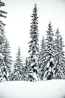 pušys, sniegas, medis, augalų, abies, eglės, pušis, spygliuočių, Eglė, Kalėdų eglutė, ornamentas, lauke, pobūdį, ledas, šalčio, siluetas, žemės, paukštis, erelis, gyvūnas, peizažas, žiemą, šalta temperatūra, grožis gamtoje, ramybė, ramioje scenoje, pušies, spygliuočių medis, vaizdai - gamta, miškas, danga, balta spalva, nėra žmonių, dieną, augimą, 5K, CC0, Viešasis domenas, nemokamai