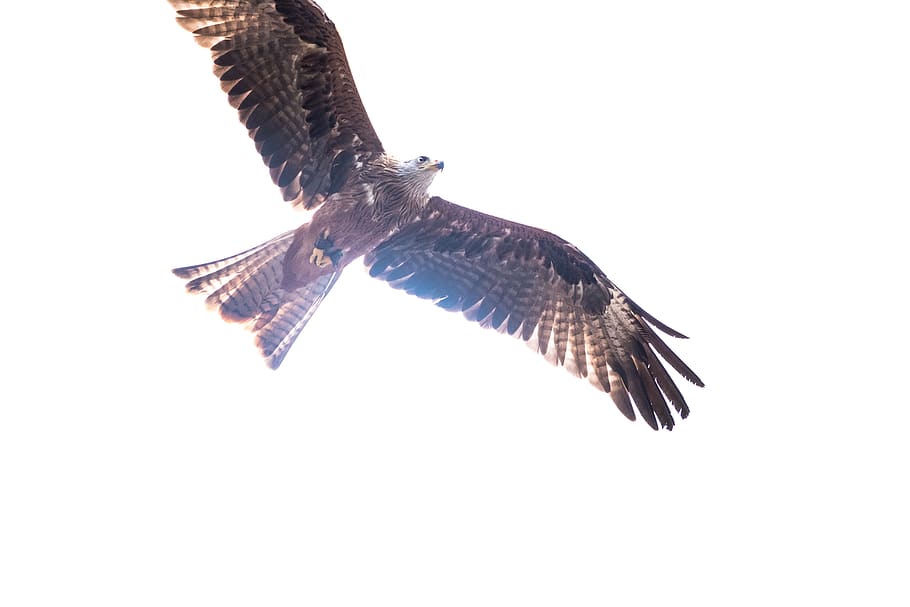 Brun, sort, ørn, fugl, dyr, kite bird, accipiter, musvåge, høg, Grib, redkite, bede, bytte, rovfugl, Hvidhovedet havørn, næb, måge, gærdesmutte, flyvende, sollys, skovflåt, snestorm, dyr i naturen, et dyr, dyreliv, dyre temaer, hvirveldyr, spredte vinger, ingen mennesker, lav vinkel visning, kopiere plads, skyfri himmel, skåret ud, himmel, natur, udendørs, dag, Midt i luften, marine, 5K