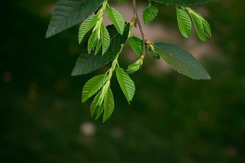 leaf, leaves, tree, branch, tree branch, sapling, growth, growing, sprout, trees, plant, green, focus, beautiful, nature, beauty, beauty in nature, gorgeous, green leaves, branches, plant part, green color, close-up, day, no people, selective focus, focus on foreground, freshness, outdoors, food, food and drink, fruit, twig, 5K, CC0, public domain, royalty free