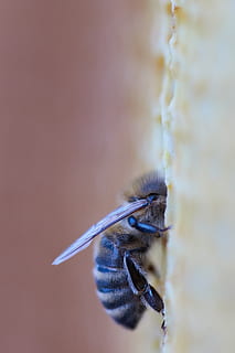 ape nera, temi animali, un animale, animale, fauna selvatica, animali allo stato selvatico, uccello, vertebrato, avvicinamento, nessuno, concentrarsi sulle conoscenze acquisite, natura, giorno, bellezza nella natura, all'aperto, pianta, volante, messa a fuoco selettiva, lunghezza intera, invertebrato, zoologia, 4K, CC0, dominio pubblico, privo di copyright