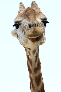 Giraffengesicht, ein Tier, Tierthemen, Tier, Säugetier, Giraffe, Tierwelt, Wirbeltier, Tierkörperteil, Tierhals, Tierkopf, Tiere in freier Wildbahn, Haustiere, keine Leute, Nahansicht, Studioaufnahme, Porträt, kopieren sie platz, Himmel, Safari, pflanzenfressend, 4K, CC0, gemeinfrei, lizenzfrei