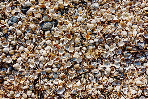 berberecho, cáscara, playa, Mariscos, costa, pecio, modelo, textura, fotograma completo, gran grupo de objetos, antecedentes, abundancia, nadie, naturaleza, día, rock, texturizado, de cerca, piedra - objeto, piedra, sólido, tierra, al aire libre, luz del sol, forma, Guijarro, lujo, 5K, CC0, dominio público, libre de derechos