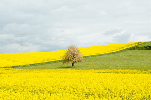 denti di leone, i campi, erba, albero, nuvole, , giallo, pianta, bellezza nella natura, scena tranquilla, paesaggio, fiore, colza, scenics - natura, la tranquillità, terra, agricoltura, campo, ambiente, cielo, crescita, scena rurale, pianta fiorita, nuvola - cielo, raccolto, natura, azienda agricola, nessuno, primavera, all'aperto, testa di fiore, 1080P, CC0, dominio pubblico, privo di copyright