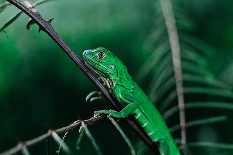 llangardaix verd, llangardaix, animal, rèptil, iguana, verd, ulls rojos, viatjar, vermell, documental, calma, Costa Rica, naturalesa, gecko, planta, full, anole, aloe, serp, insecte, fauna animal, temes d'animals, un animal, animals a la natura, vertebrats, color verd, primer pla, cap gent, part del cos dels animals, branca, arbre, centrar-se en primer pla, dia, enfocament selectiu, a l'aire lliure, cap d’animals, escala d’animals, ull d’animals, 4K, CC0, domini públic, lliure de regalies
