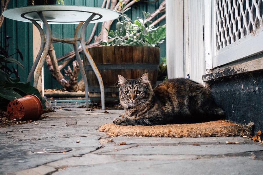 gatto, soriano, al di fuori, inverno, comodo, seduta, animali domestici, carina, animale, mammifero, felino, domestico, gatto domestico, un animale, vertebrato, guardando la fotocamera, giorno, nessuno, ritratto, rilassamento, baffo, architettura, 4K