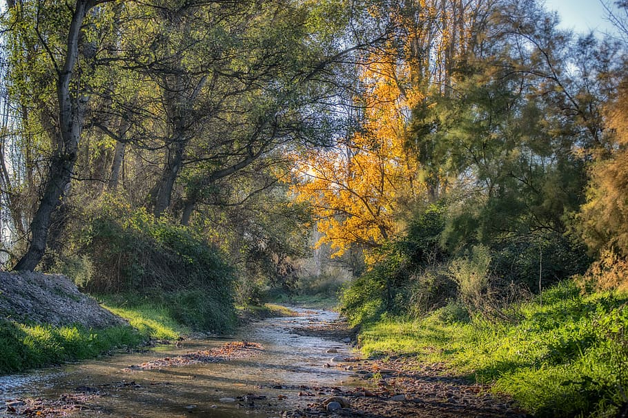 rierol, bosc, paisatge, arbres, naturalesa, escènic, verd, cames de gossos, granada, arbre, planta, tardor, bellesa a la natura, tranquil·litat, direcció, canvi, terra, el camí a seguir, creixement, escena tranquil·la, escenics - natura, cap gent, escena no urbana, sendera, dia, carretera, a l'aire lliure, ruta, col·lecció de tardor, 5K