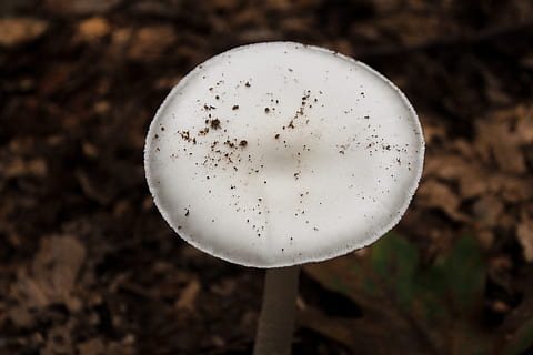 shroom, bolets, primer pla, naturalesa, centrar-se en primer pla, cap gent, vegetals, menjar, terra, fong, Color blanc, planta, a l'aire lliure, camp, forma geomètrica, dia, menjar i beguda, forma, brutícia, creixement, arbre, 5K, CC0, domini públic, lliure de regalies
