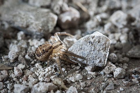 edderkop, insekt, macroshot, dyre temaer, dyr, dyreliv, dyr i naturen, natur, solid, ingen mennesker, tæt på, et dyr, klippe, rock-objekt, dag, udendørs, selektiv fokusering, jord, tekstureret, hvirvelløse, smuds, 2K, CC0, offentligt domæne, royaltyfrie
