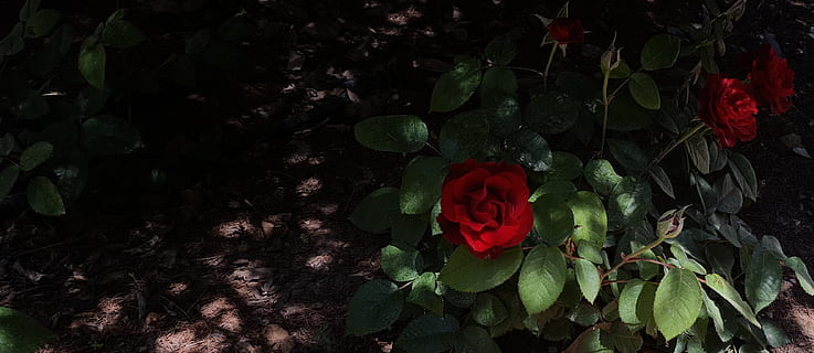 Rose, blomst, blomstrende plante, plante, skønhed i naturen, friskhed, kronblad, vækst, sårbarhed, skrøbelighed, blad, plante del, rosenblomst, natur, blomsterstand, rød, blomsterhoved, tæt på, høj vinkel visning, jord, ingen mennesker, udendørs, 2K, CC0, offentligt domæne, royaltyfrie