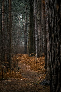 des arbres, vide, sentier, arbre, plante, tronc d'arbre, sol, séquoia, gravier, route, chemin de terre, bâtiment, logement, éclater, lumière, bouleau, maison, en plein air, la nature, champ, prairie, savane, appentis, terre, forêt, tronc, des bois, tranquillité, personne, croissance, journée, beauté dans la nature, l'automne, paysage, scène non urbaine, arbre nu, scène tranquille, paysages - nature, changement, 5K, CC0, domaine public, libre de droits