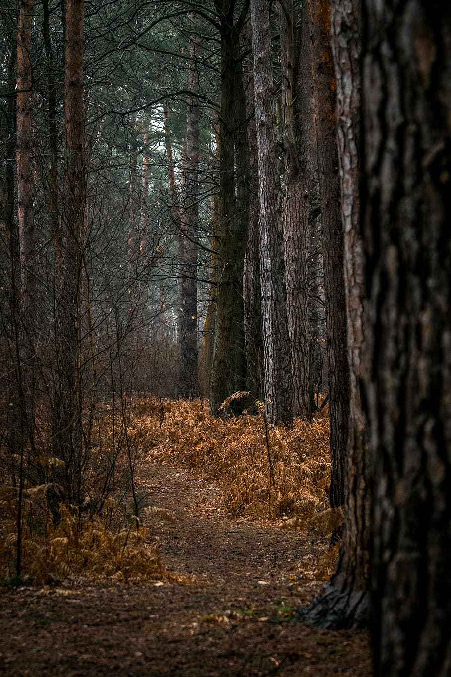 arbres, buit, camí, arbre, planta, tronc de l'arbre, sòl, sequoia, grava, carretera, Carretera bruta, edifici, habitatge, flamarada, llum, bedoll, casa, a l'aire lliure, naturalesa, camp, pastures, sabana, desembarcament, terra, bosc, tronc, tranquil·litat, cap gent, creixement, dia, bellesa a la natura, tardor, paisatge, escena no urbana, arbre nu, escena tranquil·la, escenics - natura, canvi, 5K