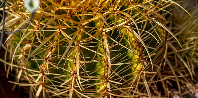 Namibia, Windhoek, Pflanze, Wachstum, Nahansicht, Sukkulente, Kaktus, Dorn, Natur, keine Leute, Scharf, Tag, grüne Farbe, Fasskaktus, Schönheit in der Natur, versetzt, selektiver Fokus, Fokus auf den Vordergrund, draußen, Warnschild, Zeichen, Hintergründe, 2K, CC0, gemeinfrei, lizenzfrei
