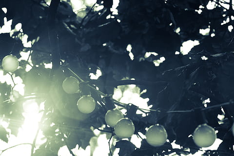 string lights, bulbs, trees, nature, sunshine, sun rays, tree, plant, growth, leaf, no people, plant part, fruit, low angle view, branch, food and drink, food, healthy eating, fruit tree, freshness, close-up, day, outdoors, focus on foreground, wellbeing, 5K, CC0, public domain, royalty free