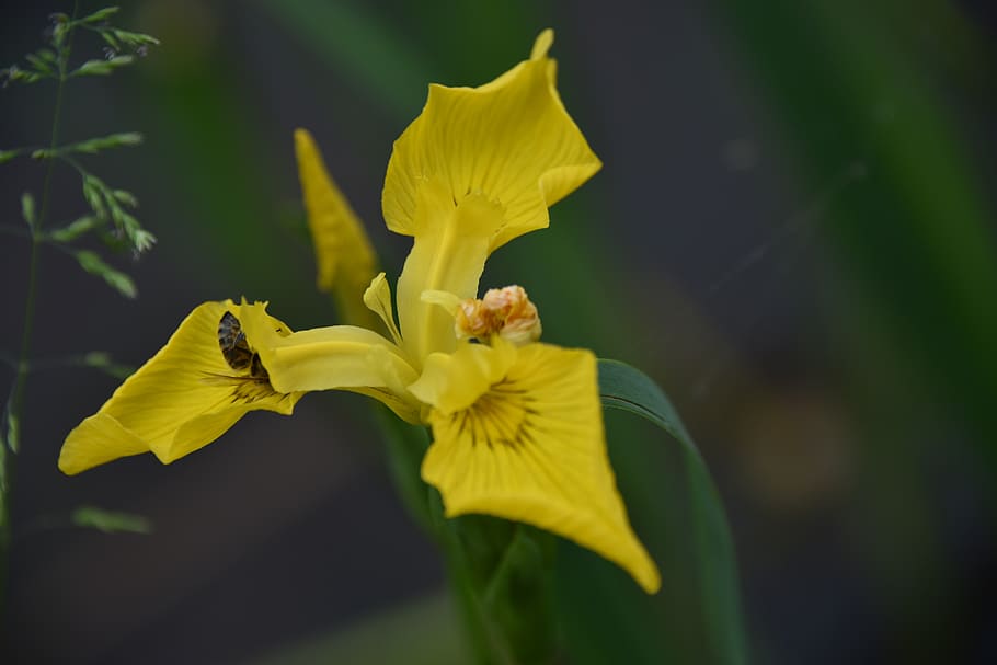 iris, groc, insecte, primer pla, macro, flor, florir, iris pantà, schwertlilie gewaechs, planta amb flors, vulnerabilitat, planta, fragilitat, bellesa a la natura, pètal, cap de flor, frescor, inflorescència, creixement, centrar-se en primer pla, naturalesa, iris - planta, dia, botànica, a l'aire lliure, pol·len, 5K