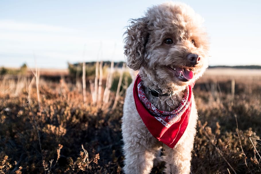 sverige, Söderhamn, herman, hund, puddelhund, hunde, kæledyr, indenlandske, et dyr, husdyr, dyre temaer, pattedyr, dyr, fokus på forgrunden, pet krave, kigger væk, portræt, krave, ingen mennesker, dag, natur, tæt på, leder, dyrebeklædning, gispende, dyr hoved, munden åben, 4K