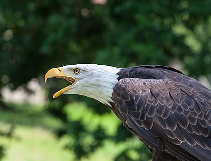 aquila calva nera, aquila, natura, urlando, chiamata, animale, uccello, aquila calva, uccello selvatico, photoholgic, aquila - uccello, uccello rapace, carnivoro, becco, animali allo stato selvatico, piuma, caccia agli animali, Stati Uniti d'America, falco - uccello, ala animale, all'aperto, occhio animale, volante, maestoso, testa di animale, avvicinamento, la libertà, specie in pericolo, analizzare, cercare, guardare, 2K, CC0, dominio pubblico, privo di copyright