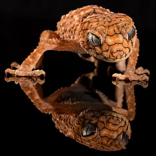 braun, Eidechse, Bild, reflektieren, Fußboden, Tier, Nahansicht, Reflexion, Tierwelt, Tierthemen, ein Tier, Reptil, Studioaufnahme, schwarzer Hintergrund, Wirbeltier, Tierkörperteil, drinnen, Tiere in freier Wildbahn, Tierkopf, keine Leute, Schlange, Porträt, Natur, Tiere in Gefangenschaft, Nacht-, giftig, Tierwaage, 4K, CC0, gemeinfrei, lizenzfrei