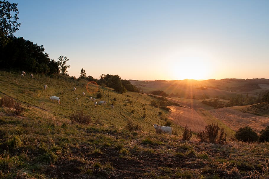 vaques, animals, camps, posta de sol, Agricultura, país, rural, herba, cel, planta, paisatge, medi ambient, arbre, escenics - natura, escena tranquil·la, bellesa a la natura, tranquil·litat, naturalesa, terra, sol, llum solar, arquitectura, camp, cap gent, estructura construïda, muntanya, cel clar, a l'aire lliure, flare de la lent, brillant, 4K