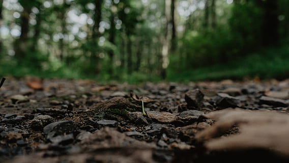 Wald, Pfad, Bodenansicht, Makro, Blätter, Bäume, Land, Pflanze, Baum, Natur, Wachstum, selektiver Fokus, keine Leute, Tag, draußen, Schmutz, grüne Farbe, Pflanzenteil, Landschaft, Oberflächenniveau, Gemüse, Ruhe, Blatt, Umgebung, klein, 5K, CC0, gemeinfrei, lizenzfrei