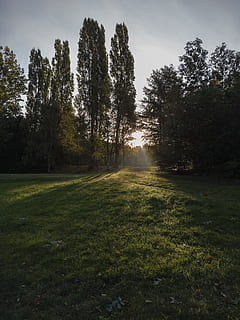 verde, leafed, copaci, iarba câmp, zori de zi, lumina zilei, mediu inconjurator, camp, ceaţă, iarbă, peisaj, ușoară, natură, parc, pitoresc, soare, apus de soare, vreme, pădure, plantă, copac, liniște, o scenă liniștită, creştere, Culoarea verde, frumusețe în natură, teren, scenice - natura, nici o persoana, zi, scenă non-urbană, cer, idilic, lumina soarelui, în aer liber, Streaming, 4K, CC0, domeniu public, fără drepturi de autor