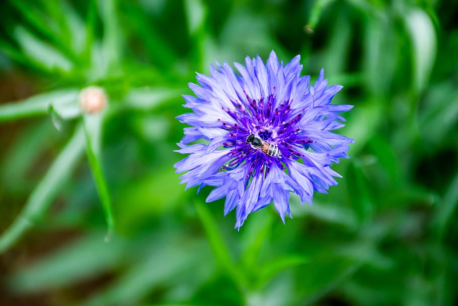 flor, abella, naturalesa, error, animal, salvatge, primer pla, blau, verd, hivern, herba, florir, planta amb flors, planta, fragilitat, frescor, vulnerabilitat, creixement, bellesa a la natura, porpra, pètal, inflorescència, cap de flor, cap gent, emoció positiva, a l'aire lliure, part de la planta, trèvol, 5K