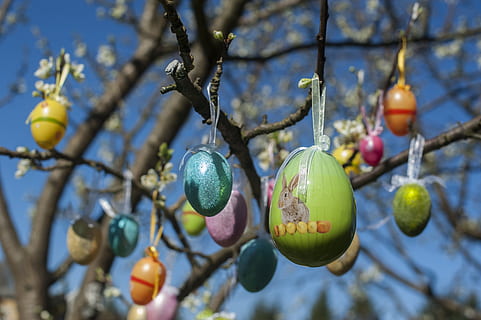Pasqua, ou, ous, primavera, colorit, de colors, pintat, bonic, arbre, vacances, branca, conill, llebre, planta, menjar, penjant, menjar i beguda, fruita, centrar-se en primer pla, cap gent, primer pla, dia, alimentació saludable, naturalesa, creixement, frescor, color verd, a l'aire lliure, ou de Pasqua, vista d’angle baix, madur, 4K, CC0, domini públic, lliure de regalies