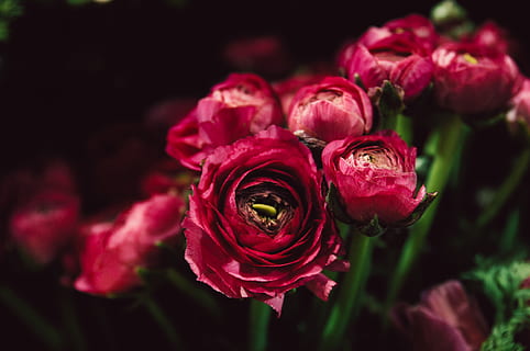 røde roser, blomstrende plante, blomst, skønhed i naturen, plante, Rose, friskhed, rosenblomst, kronblad, tæt på, sårbarhed, skrøbelighed, natur, blomsterstand, blomsterhoved, ingen mennesker, lyserød farve, fokus på forgrunden, rød, vækst, udendørs, blomster arrangement, buket, sort baggrund, flok blomster, lilla, havearbejde, 4K, CC0, offentligt domæne, royaltyfrie