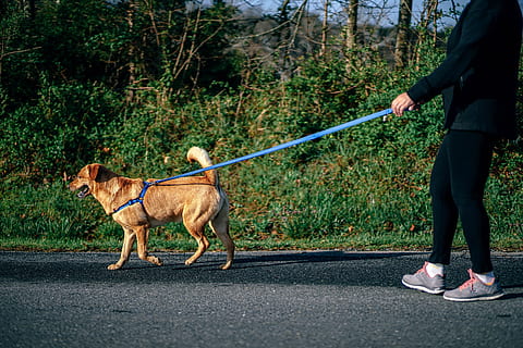 donna, a piedi, cane, animali domestici, mammifero, domestico, canino, guinzaglio, un animale, persone reali, una persona, vertebrato, stili di vita, attività di svago, giorno, albero, detenzione, proprietario di animali domestici, all'aperto, 5K, CC0, dominio pubblico, privo di copyright