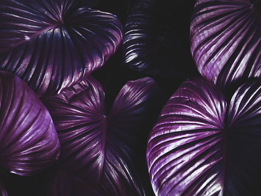 fulles de color porpra, fosc, patró, planta, porpra, textura, violeta, marc complet, fons, primer pla, cap gent, a l'interior, natura morta, frescor, dia, repetició, vermell, patró natural, gran grup d'objectes, creixement, bellesa a la natura, naturalesa, abundància, suavitat, 5K