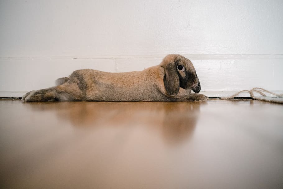 braunes Häschen, ein Tier, Säugetier, Entspannung, Tierwelt, keine Leute, hinlegen, Schlafen, ausruhen, Tiere in freier Wildbahn, Reflexion, Tag, Porträt, unter wasser, Oberflächenniveau, Bodenbelag, Seitenansicht, Wasser, Nickerchen machen, 5K