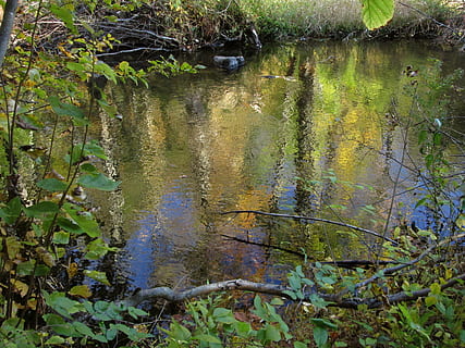 tardor, arbres, bosc, reflexió, ondulacions, corrent, wateryellow, aigua, planta, naturalesa, arbre, cap gent, dia, llac, creixement, tranquil·litat, color verd, terra, a l'aire lliure, flotant, flotant a l'aigua, zones humides, bellesa a la natura, la contaminació de l'aigua, Pol · lució, pantà, 2K, CC0, domini públic, lliure de regalies