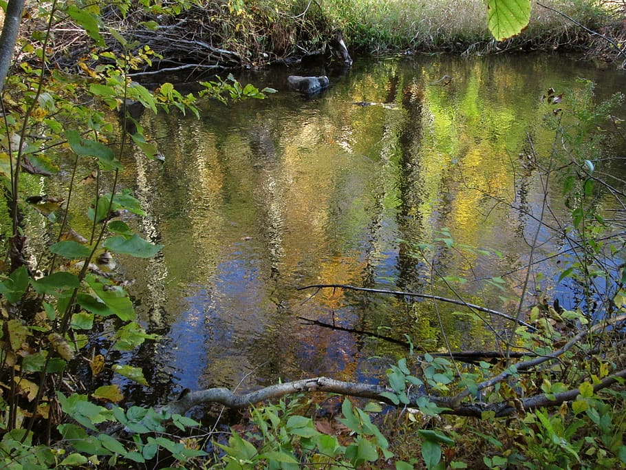 tardor, arbres, bosc, reflexió, ondulacions, corrent, wateryellow, aigua, planta, naturalesa, arbre, cap gent, dia, llac, creixement, tranquil·litat, color verd, terra, a l'aire lliure, flotant, flotant a l'aigua, zones humides, bellesa a la natura, la contaminació de l'aigua, Pol · lució, pantà, 2K