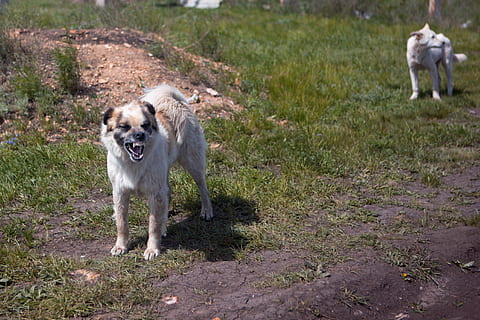 aggresjon, aggressiv, varsling, sint, dyr, bjeffing, brun, gal, farlig, hund, tamme, ører, uttrykk, ansikt, pels, vakt, hode, plen, mann, munn, nese, en, åpen, utendørs, utenfor, parkere, kjæledyr, beskyttelse, sikkerhet, tann, årvåken, advarsel, pattedyr, canine, innenlands, husdyr, ett dyr, anlegg, gress, løping, natur, virveldyr, mennesker, dag, stående, bevegelse, panting, border collie, munnen åpen, 4K, CC0, offentlig domene, opphavsrett gratis