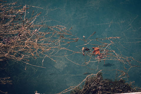 arbres marrons, a l'aire lliure, naturalesa, paisatge, ocell, animal, nosaltres, albany, georgia, fonts de ràdio, terra, aigua, aranya, aràcnids, invertebrat, vista aèria, temps, estany, planta, arbre, panoràmica, cap gent, dia, branca, llac, bellesa a la natura, tranquil·litat, vista d’angle alt, creixement, arbre nu, escenics - natura, reflexió, escena no urbana, sec, planta morta, 5K, CC0, domini públic, lliure de regalies