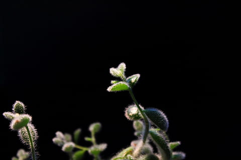 plante, grøn, sort, kaktus, blad, hår, saftige, sort baggrund, vækst, ingen mennesker, skønhed i naturen, tæt på, natur, blomst, studio skud, kopiere plads, grøn farve, skrøbelighed, sårbarhed, friskhed, plante del, udendørs, knop, nyt liv, begyndelser, 4K, CC0, offentligt domæne, royaltyfrie