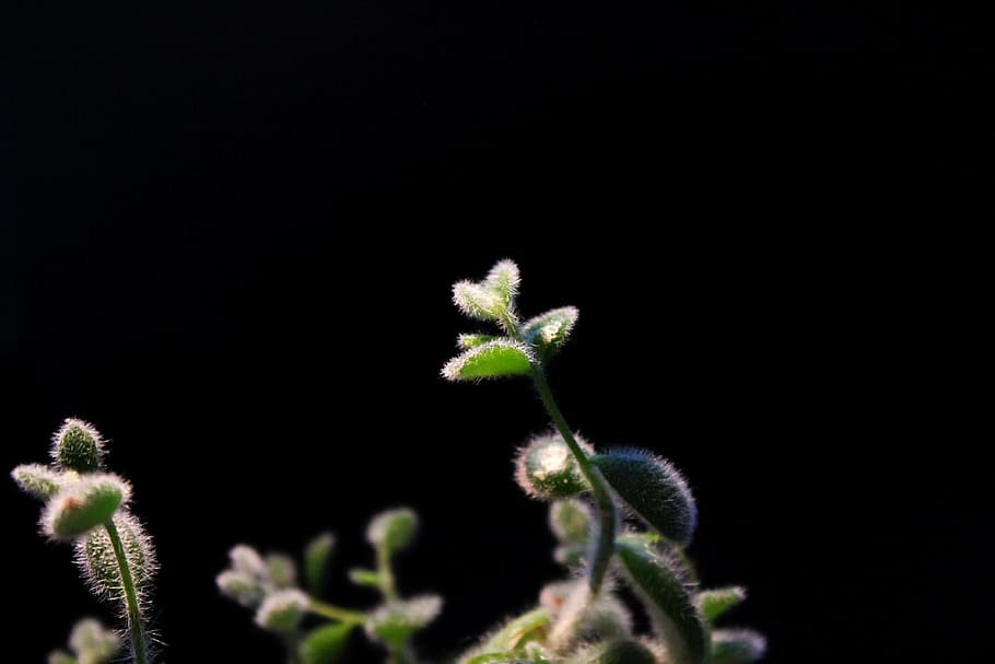plante, grøn, sort, kaktus, blad, hår, saftige, sort baggrund, vækst, ingen mennesker, skønhed i naturen, tæt på, natur, blomst, studio skud, kopiere plads, grøn farve, skrøbelighed, sårbarhed, friskhed, plante del, udendørs, knop, nyt liv, begyndelser, 4K