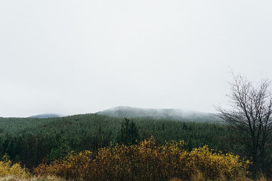 boira, bosc, arbres, naturalesa, verd, arbusts, gris, cel, arbre, planta, bellesa a la natura, tranquil·litat, muntanya, escenics - natura, paisatge, medi ambient, terra, escena tranquil·la, cap gent, creixement, escena no urbana, dia, a l'aire lliure, bosc de pi, 1080P