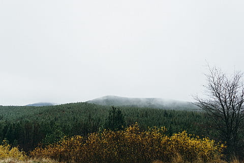 vuoret, ympäröimä, fogs, metsä, puu, kasvi, kauneus luonnossa, maisema, vuori, ympäristö, maisemat - luonto, maa, sumu, tyyneys, luonto, taivas, ei ihmisiä, ei-kaupunkikuvia, rauhallinen kohtaus, kasvu, päivä, ulkona, mäntymetsät, mänty, havupuu, 1080P, CC0, public domain, rojaltivapaa