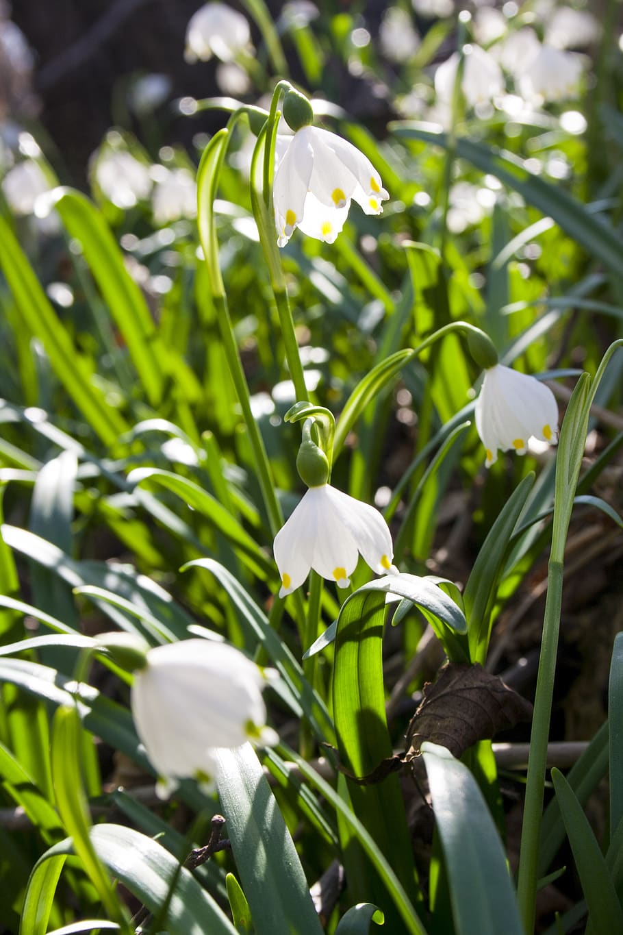 Frühling, Schneeglöckchen, Weiß, Pflanze, Schneeflocke, Blumen, Flora, detailliert, Erwachen, blühend, Natur, Botanik, Blume, Grün, Wachstum, Schönheit in der Natur, blühende Pflanze, Zerbrechlichkeit, Frische, Verletzlichkeit, Nahansicht, Blütenblatt, weiße Farbe, grüne Farbe, Tag, Blütenstand, keine Leute, Pflanzenstamm, Blütenkopf, Feld, draußen, Reinheit, 4K