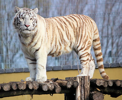 weißer Tiger, Säugetier, Tier, Tiger, Tierwelt, Malkia Park, Dunajska Streda, Slowakei, Zoo, gebleicht, Bengalen, Stehen, Streifen, Katze, Fleischfresser, indisch, katzenartig, Weiß, Löwe, Bongo, große Katze, ein Tier, Tierthemen, Tiere in Gefangenschaft, Holz - Material, Tiere in freier Wildbahn, keine Leute, gestreift, Haustiere, Wirbeltier, Tag, Whisker, 4K, CC0, gemeinfrei, lizenzfrei