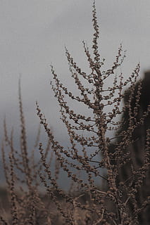 arbre amb fulles marrons, naturalesa, a l'aire lliure, herba, planta, temps, gel, cel, gespa, neu, paisatge, gelades, canya, silueta, animal, ocell, boira, núvol, nit, Cúmulus, creixement, bellesa a la natura, cap gent, dia, tranquil·litat, primer pla, núvol - cel, vista d’angle baix, centrar-se en primer pla, escena tranquil·la, arbre, branca, temperatura de fred, enfocament selectiu, 5K, CC0, domini públic, lliure de regalies