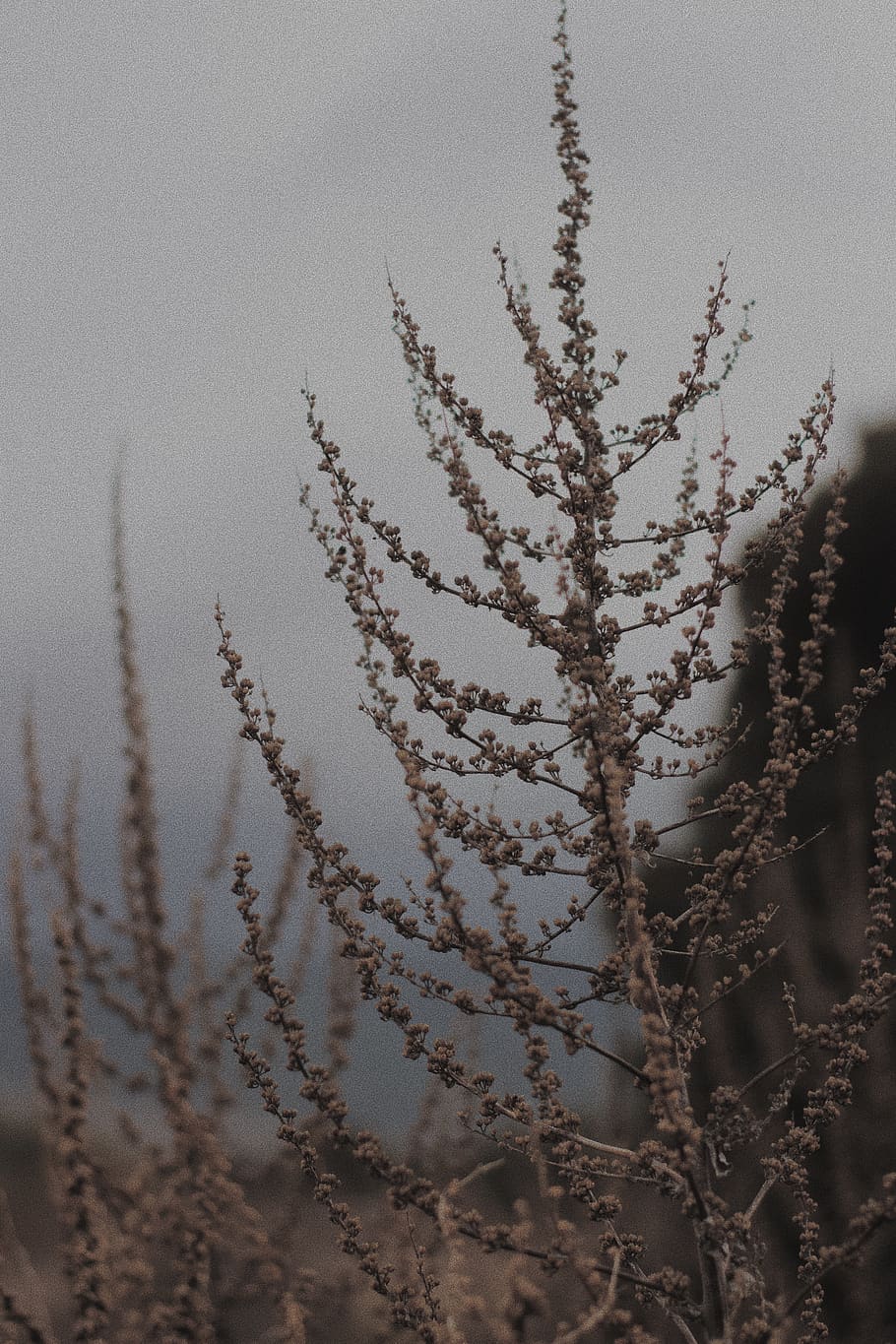 arbre amb fulles marrons, naturalesa, a l'aire lliure, herba, planta, temps, gel, cel, gespa, neu, paisatge, gelades, canya, silueta, animal, ocell, boira, núvol, nit, Cúmulus, creixement, bellesa a la natura, cap gent, dia, tranquil·litat, primer pla, núvol - cel, vista d’angle baix, centrar-se en primer pla, escena tranquil·la, arbre, branca, temperatura de fred, enfocament selectiu, 5K