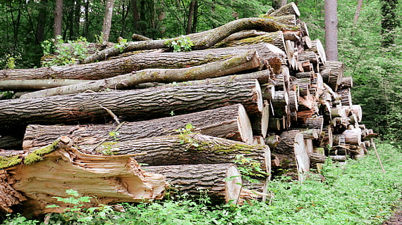 suïssa, bosc, naturalesa, arbres, fusta, salvatge, arbre, planta, terra, material de fusta, tronc, tronc de l'arbre, registre, dia, cap gent, desforestació, tranquil·litat, creixement, color verd, a l'aire lliure, arbre caigut, 5K, CC0, domini públic, lliure de regalies