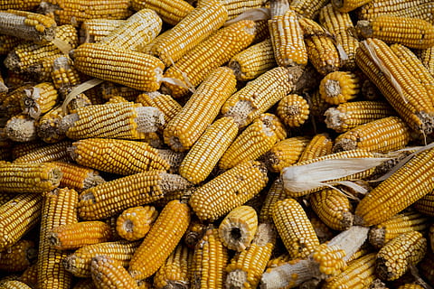 bunch, corn cob, close-up, corn, corncob, crops, food, healthy, yellow, food and drink, vegetable, healthy eating, large group of objects, sweetcorn, wellbeing, corn on the cob, full frame, freshness, backgrounds, abundance, no people, corn - crop, cereal plant, day, agriculture, crop, outdoors, vegetarian food, 5K, CC0, public domain, royalty free