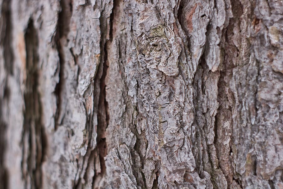 Pozadí, log, dřevo, strom, struktura, kůra, textura, vzor, dřevěná konstrukce, tapeta na zeď, texturou, kmen stromu, celý rám, rostlina, kufr, detail, rostlinné kůry, hrubý, nikdo, dřevo - materiál, den, přírodní vzor, Příroda, venku, selektivní zaměření, zaměřit se na popředí, růst, efekt, přirozený stav, 5K