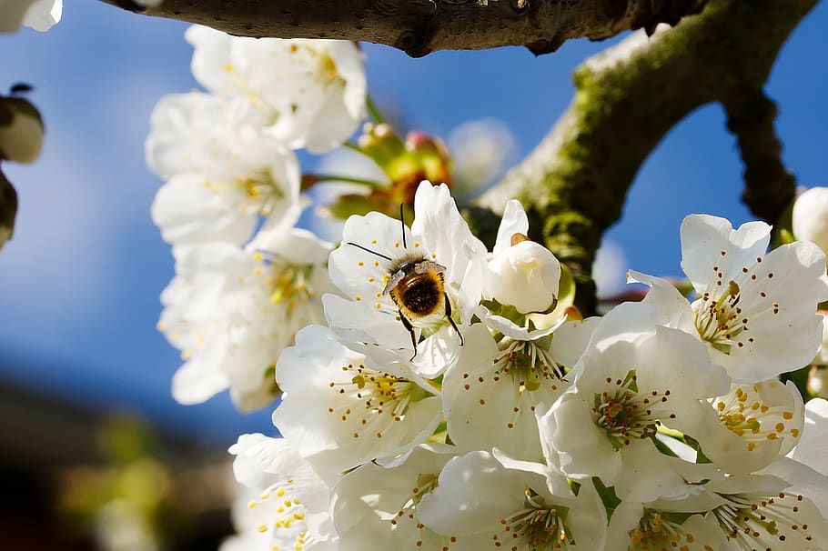 Biene, bluten, Insekt, Pollen, Natur, Frühling, Garten, Tier, Pflanze, Kirschblüte, Baum, Kirschbaum, wildes Tier, Makro, Blume, blühende Pflanze, wirbellos, Tierwelt, Tierthemen, Schönheit in der Natur, Tiere in freier Wildbahn, Blütenblatt, Zerbrechlichkeit, Wachstum, Frische, weiße Farbe, ein Tier, Nahansicht, Verletzlichkeit, Blütenkopf, Bestäubung, keine Leute, draußen, 2K